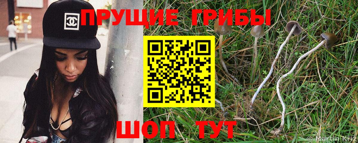 Галлюциногенные грибы Cubensis Железногорск